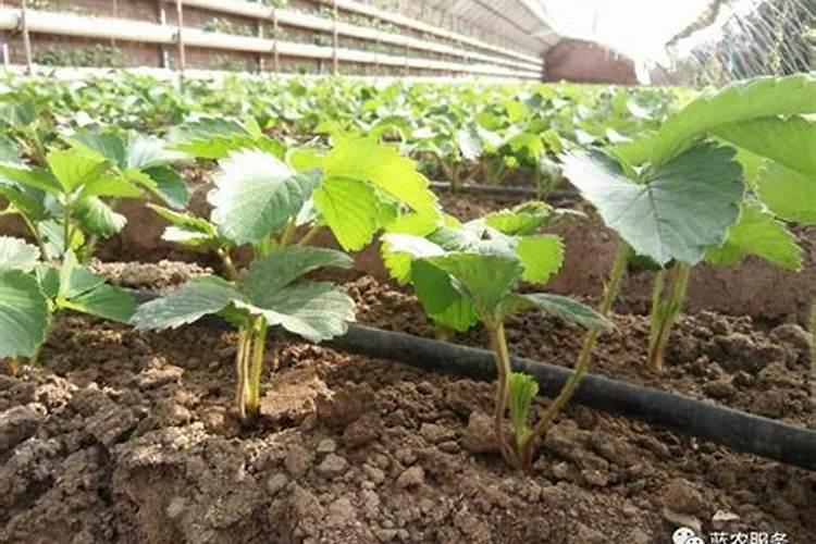 种草莓用什么肥料好 种草莓应该用什么肥料