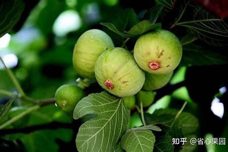 无花果施什么肥果实大