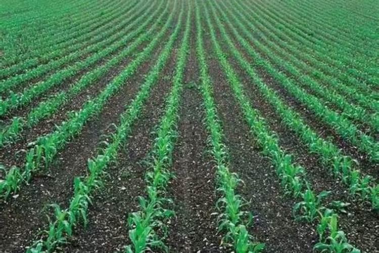 无公害鲜食玉米常用农药有何要求？鲜食玉米测土配方施肥技术是什么？