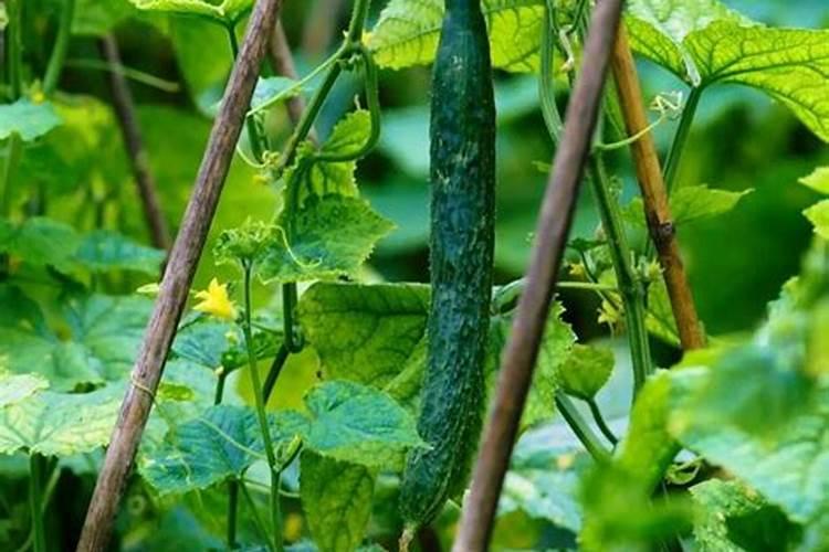 拼多多水溶肥为什么便宜