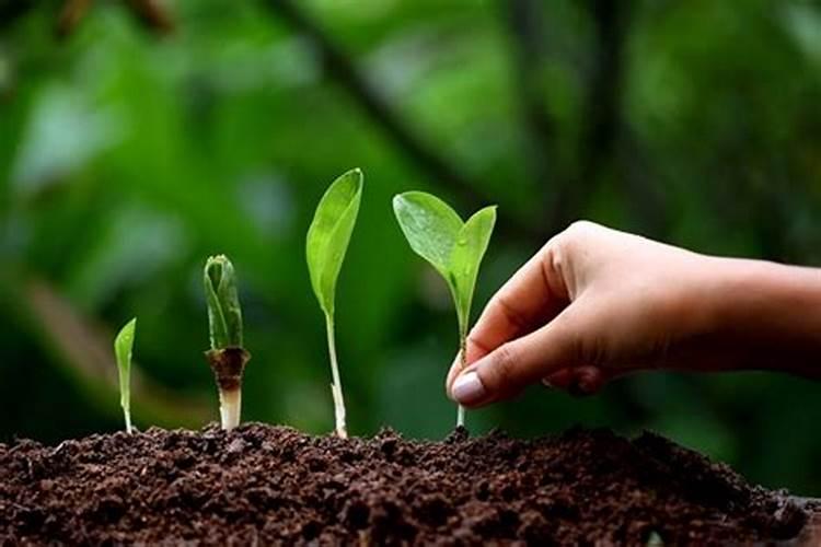 中量元素水溶肥料怎么使用