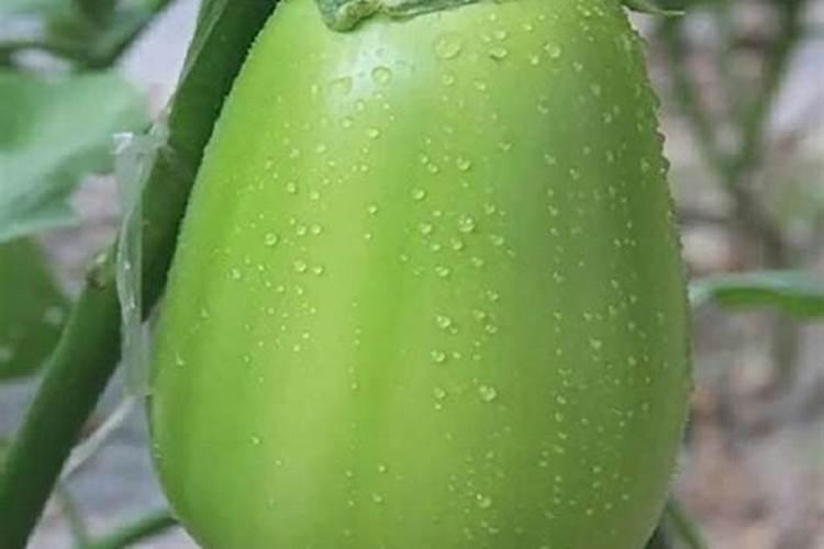 请问专家茄子青顶咋办？打什么药施什么肥能好转。