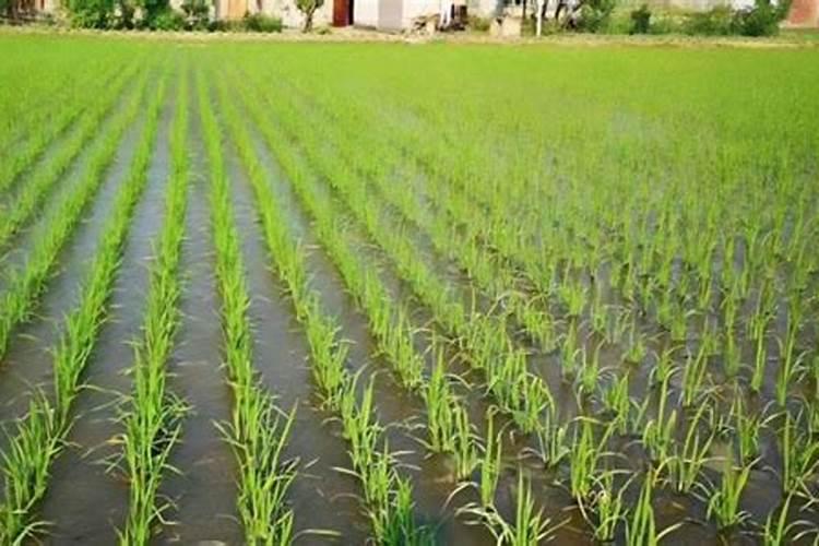 果实膨大期用什么肥效果好？磷酸二氢钾有用吗