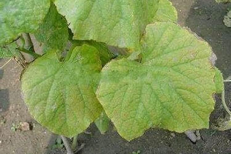 黄瓜缺氮肥是什么症状 防治方法有哪些