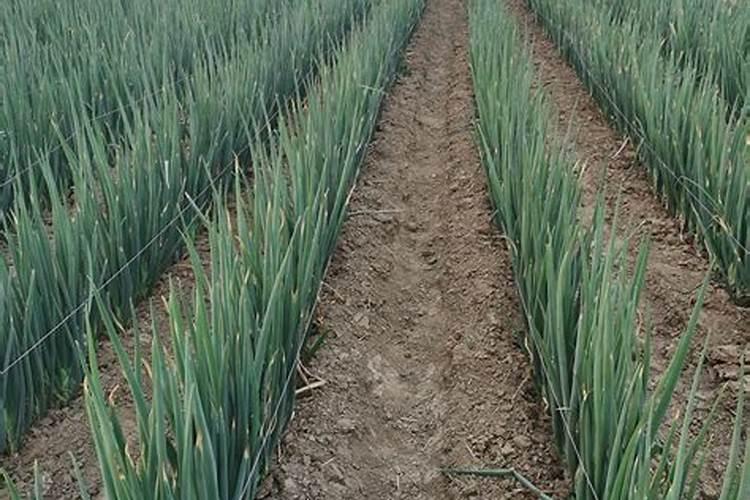 草木灰对种大葱有帮助吗