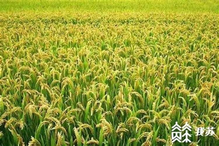 种水稻用什么肥料最好