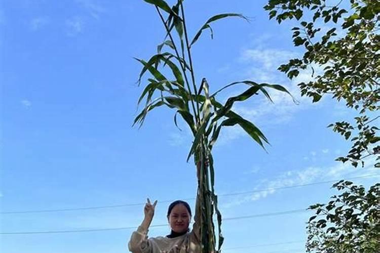 种植高粱用什么化肥