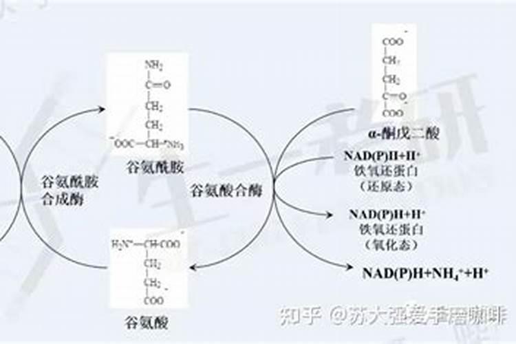 罗非鱼的营养价值