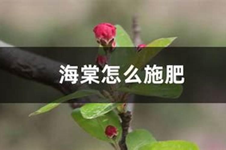 海棠花怎么施肥,海棠花施复合肥最好