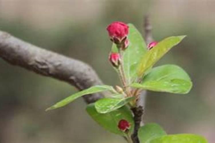 海棠怎么施肥:时间和方法