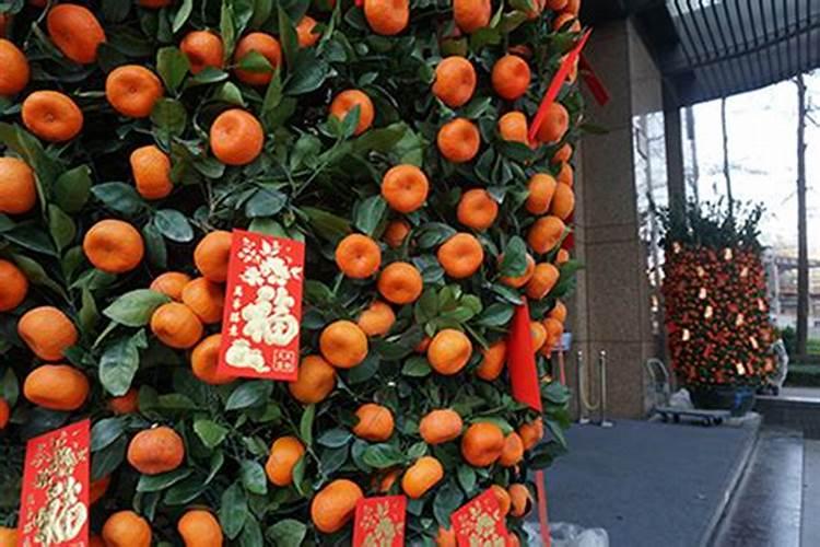 年桔的种植技术是什么