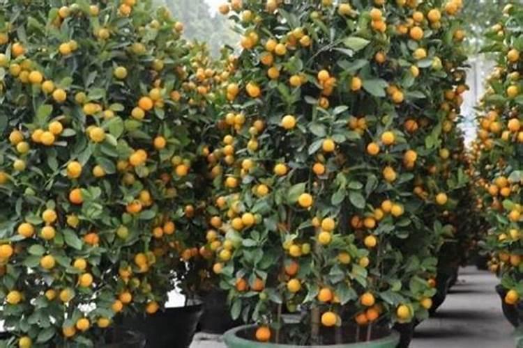 年桔几月份开花最适合