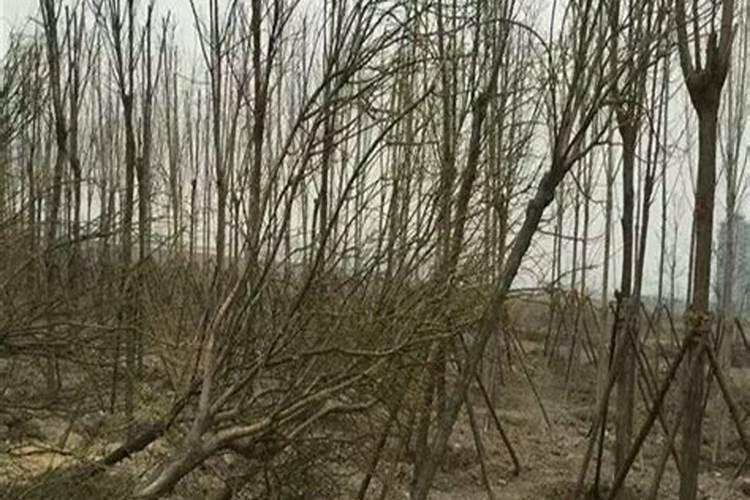苹果树套装后喷芸苔素可以吗