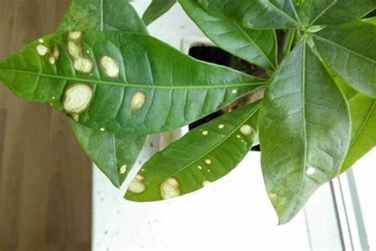 怎样使发财树叶子更绿