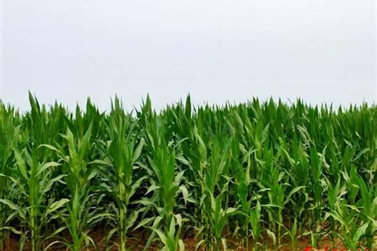 用什么叶面肥叶子长得肥壮