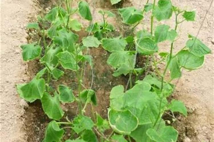 香瓜裂口怎么回事