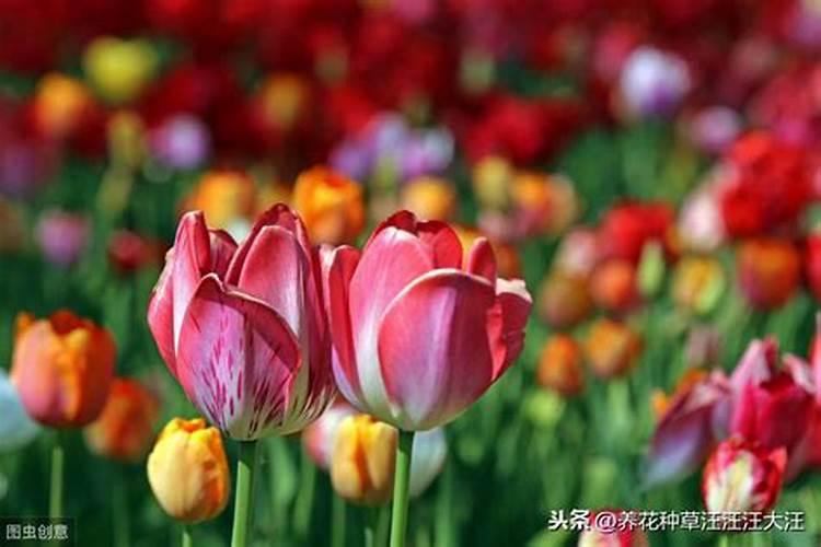 郁金香怎么养殖方法