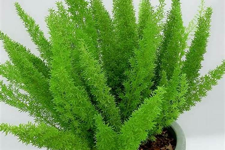 狐尾天门冬怎么养