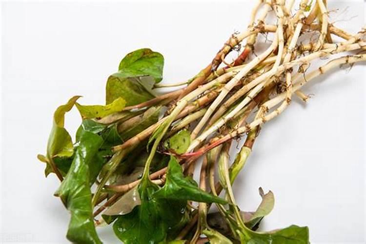 家里鱼腥草种植方法 家里如何种植鱼腥草