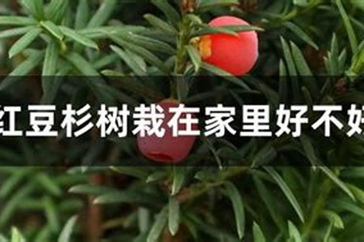 红豆杉怎么区分公树母树(最好有图片)？