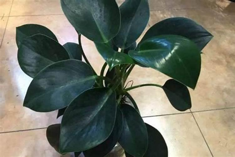 金钻施肥什么肥料最好 金钻施肥要注意什么