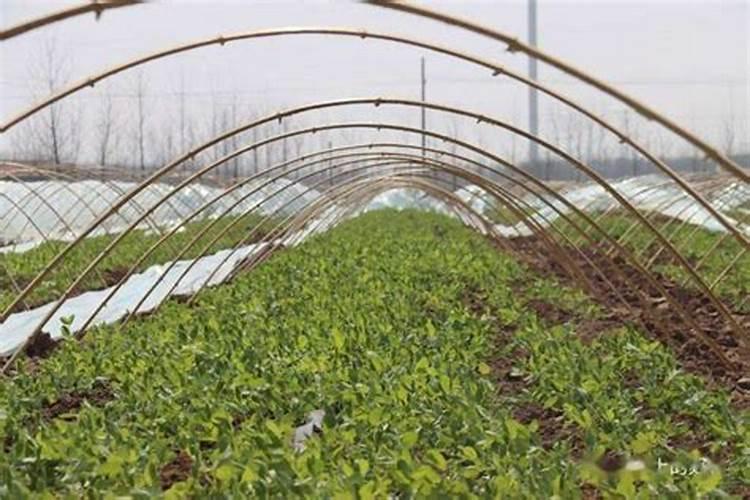 温室大棚黄瓜栽完八天可以打叶面肥吗