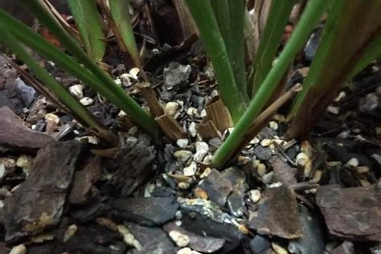 兰花什么时候施肥最好,兰花施肥用什么肥最好(氮磷钾肥)