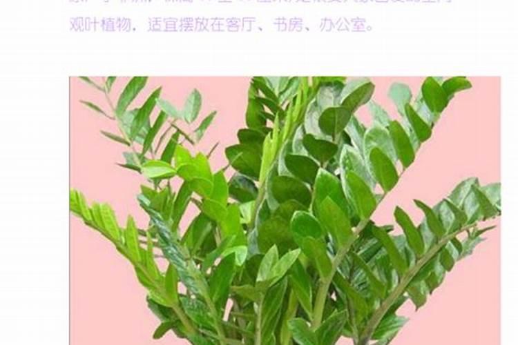 金钱树的养殖方法