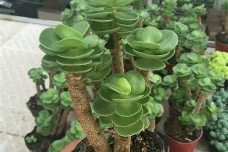 金钱树的养殖方法和注意事项