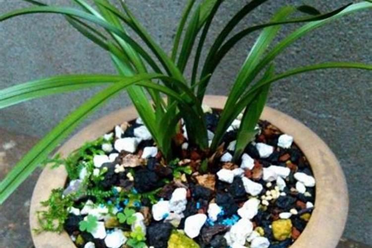 叶面肥什么时候打合适