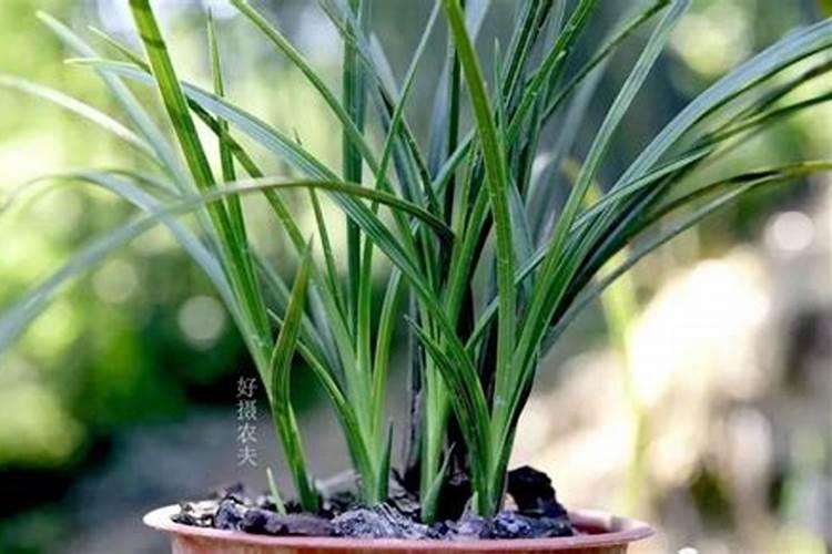 兰花草是什么植物