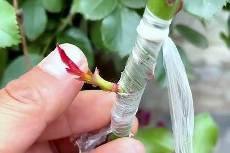 玫瑰花如何种植