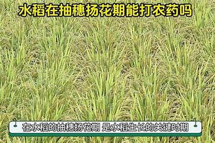 水稻施磷肥有什么作用