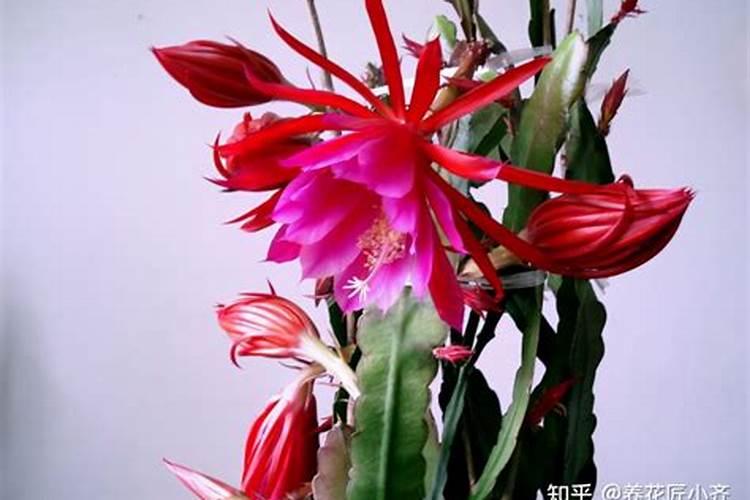 令箭荷花怎么施肥