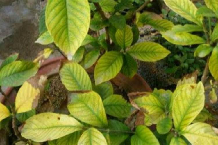 桂花叶子喷什么叶面肥最好