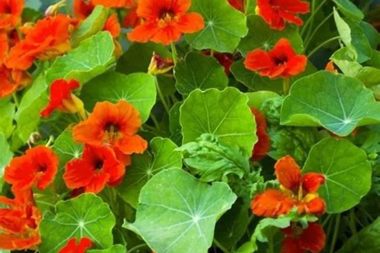 旱金莲怎么施肥