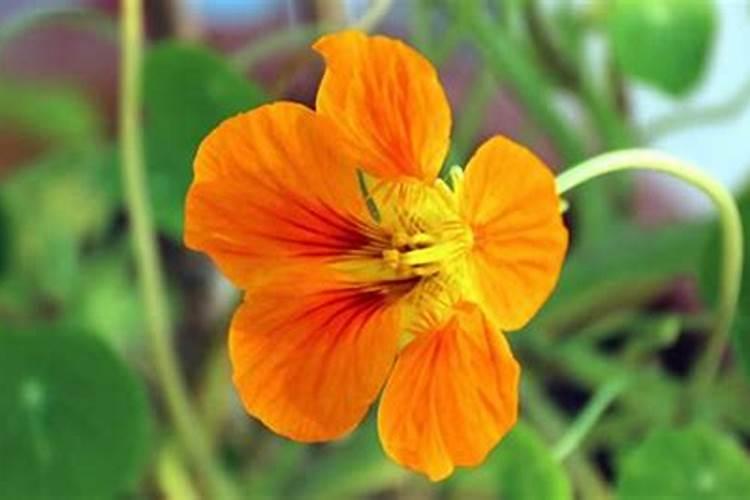 旱金莲怎么施肥