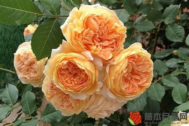 芸苔素能打小树苗吗？