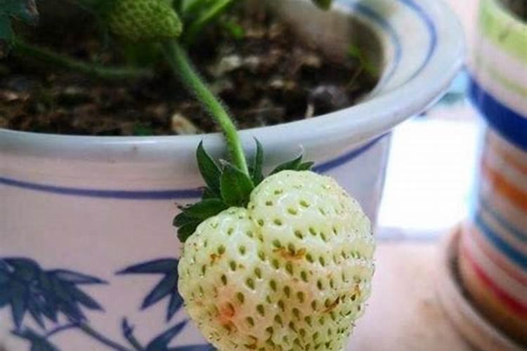 种草莓施什么肥才甜