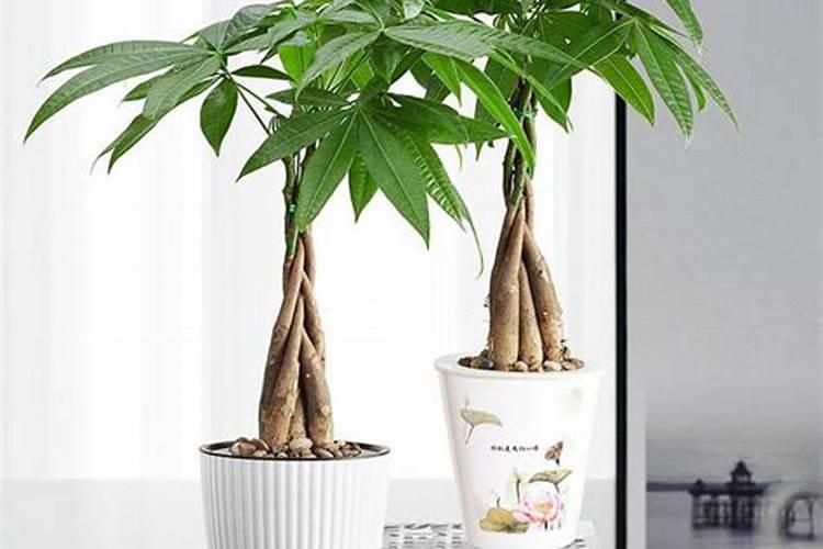 发财树能喷磷酸二氢钾叶面肥吗？