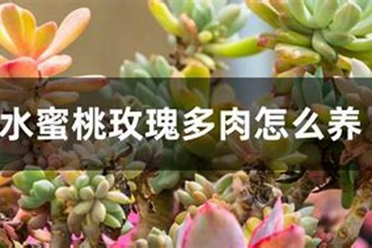 多肉怎样养爆盆快