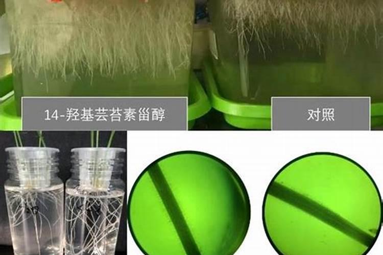 豆角受药害,结上豆角长的慢,有啥办法