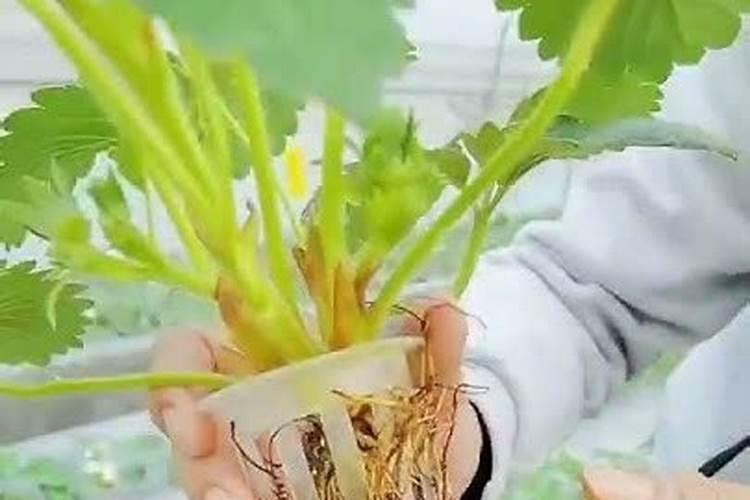 鱼蛋白使用注意事项