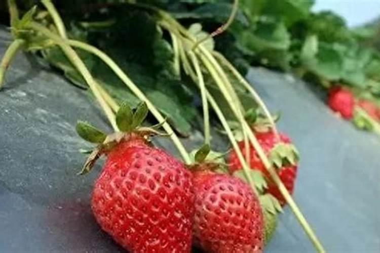 冬季温室大棚草莓浇什么肥生根？