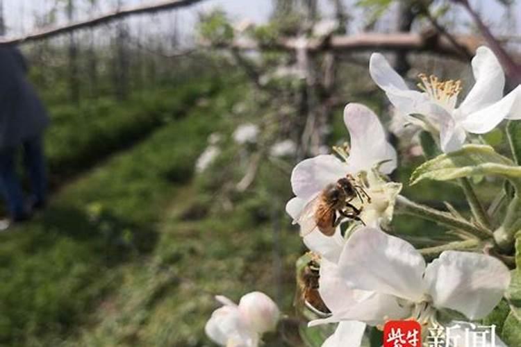 苹果树8月份可以用销酸铵钙吗