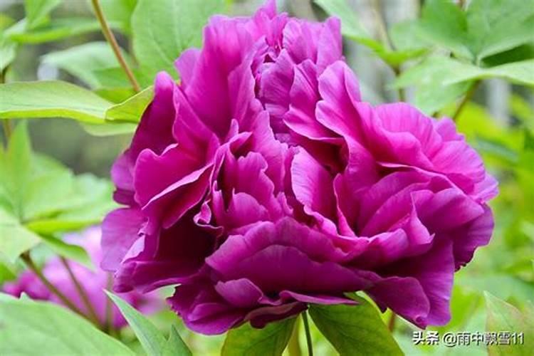 牡丹仔种出的苗怎么管理才能开出艳丽美观的花朵？