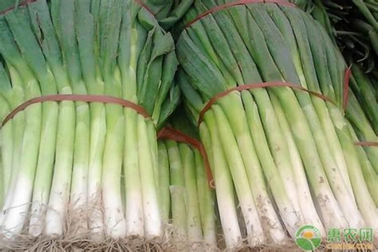 大葱专用肥料哪种的好？大葱抗病增产喷施昆仑风叶面肥!