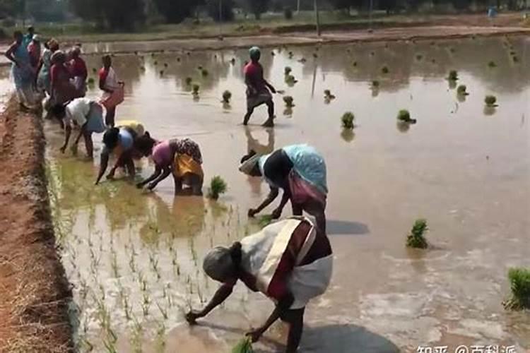 哪种作物播种范围更广小麦还是水稻 种植方法