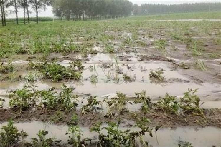 ...埋在土里太多了,现在部分树叶发黄,有什么补救方法吗？