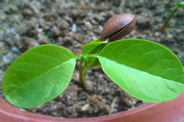 释迦果树苗怎么种植